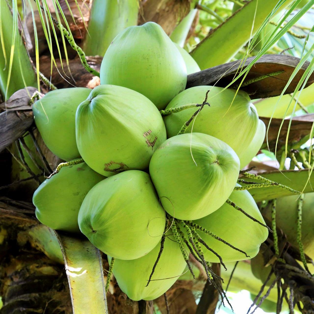 Tender Coconut