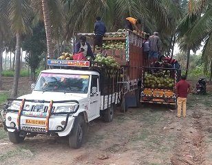 Bulk Coconut Supply